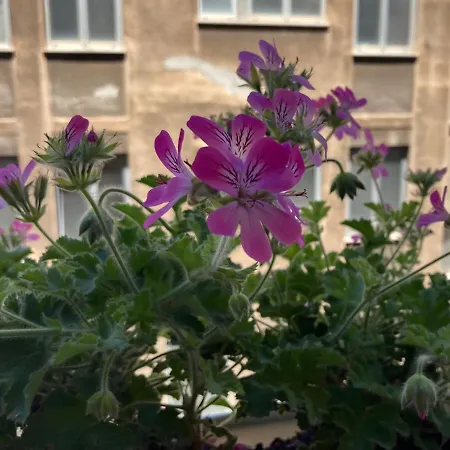 Gæstehus I Mori - Luxury Syracuse